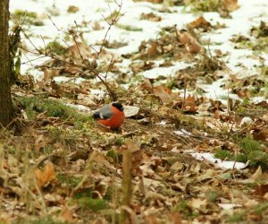 Zimowe Ptakoliczenie 2017 Zimowe Ptakoliczenie 2017