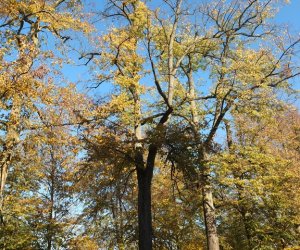 Pielęgnacja i konserwacja drzew zabytkowej alei lipowej na terenie skansenu Muzeum Rolnictwa im. Ks. Krzysztofa Kluka w Ciechanowcu Pielęgnacja i konserwacja drzew zabytkowej alei lipowej na terenie skansenu Muzeum Rolnictwa im. Ks. Krzysztofa Kluka w Ciechanowcu