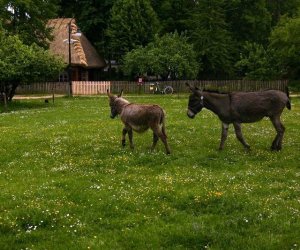 Początek wiosny w Muzeum Rolnictwa im. ks. K. Kluka w Ciechanowcu to czas dla zwierząt. Początek wiosny w Muzeum Rolnictwa im. ks. K. Kluka w Ciechanowcu to czas dla zwierząt.