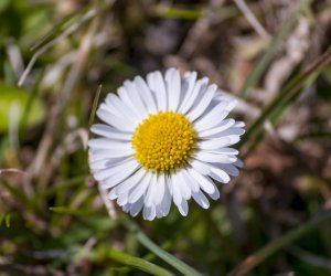 „Na świętego Wojciecha pierwsza wiosny pociecha” „Na świętego Wojciecha pierwsza wiosny pociecha”