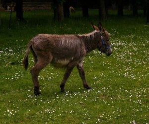 Początek wiosny w Muzeum Rolnictwa im. ks. K. Kluka w Ciechanowcu to czas dla zwierząt. Początek wiosny w Muzeum Rolnictwa im. ks. K. Kluka w Ciechanowcu to czas dla zwierząt.