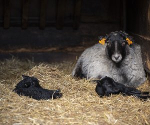 NIECOdziennik Muzealny - Mieszkańcy muzeum – owca wrzosówka NIECOdziennik Muzealny - Mieszkańcy muzeum – owca wrzosówka