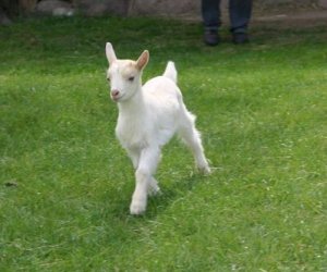 Początek wiosny w Muzeum Rolnictwa im. ks. K. Kluka w Ciechanowcu to czas dla zwierząt. Początek wiosny w Muzeum Rolnictwa im. ks. K. Kluka w Ciechanowcu to czas dla zwierząt.