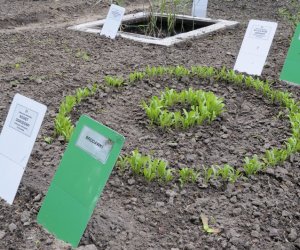 DZIAŁ TRADYCJI ZIELARSKICH DZIAŁ TRADYCJI ZIELARSKICH