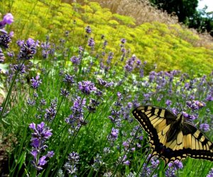Niecodziennik Muzealny - Roślinna sztuka manipulacji, czyli kilka słów o zapylaniu Niecodziennik Muzealny - Roślinna sztuka manipulacji, czyli kilka słów o zapylaniu