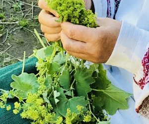 Wianki w Oktawę Bożego Ciała Wianki w Oktawę Bożego Ciała