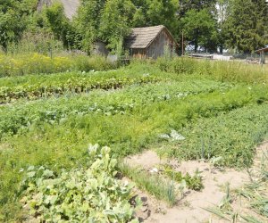 "Kwitnące Tradycje" "Kwitnące Tradycje"