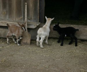 Początek wiosny w Muzeum Rolnictwa im. ks. K. Kluka w Ciechanowcu to czas dla zwierząt. Początek wiosny w Muzeum Rolnictwa im. ks. K. Kluka w Ciechanowcu to czas dla zwierząt.