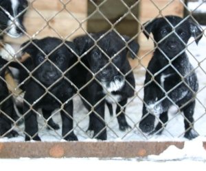 Muzeum odda w dobre ręce 8 pięknych 2 miesięcznych szczeniąt.