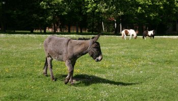 Początek wiosny w Muzeum Rolnictwa im. ks. K. Kluka w Ciechanowcu to czas dla zwierząt.