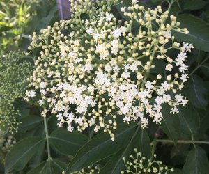 Niecodziennik Muzealny - Kiedy zakwitną dzikie bzy Niecodziennik Muzealny - Kiedy zakwitną dzikie bzy