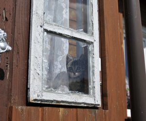 "Kwitnące Tradycje" "Kwitnące Tradycje"