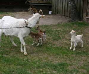Początek wiosny w Muzeum Rolnictwa im. ks. K. Kluka w Ciechanowcu to czas dla zwierząt. Początek wiosny w Muzeum Rolnictwa im. ks. K. Kluka w Ciechanowcu to czas dla zwierząt.