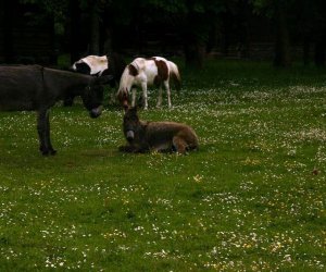 Początek wiosny w Muzeum Rolnictwa im. ks. K. Kluka w Ciechanowcu to czas dla zwierząt. Początek wiosny w Muzeum Rolnictwa im. ks. K. Kluka w Ciechanowcu to czas dla zwierząt.