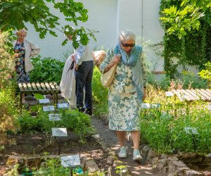 „Podlaskie zioła” - jubileusz 40-lecia muzealnego ogrodu roślin leczniczych - relacja „Podlaskie zioła” - jubileusz 40-lecia muzealnego ogrodu roślin leczniczych - relacja
