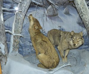 Delegacja pracowników Muzeum Rolnictwa w Ciechanowcu z wizytą na Białorusi na zaproszenie Białoruskiego Państwowego Muzeum Architektury i Życia Codziennego w Mińsku