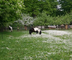 Początek wiosny w Muzeum Rolnictwa im. ks. K. Kluka w Ciechanowcu to czas dla zwierząt. Początek wiosny w Muzeum Rolnictwa im. ks. K. Kluka w Ciechanowcu to czas dla zwierząt.
