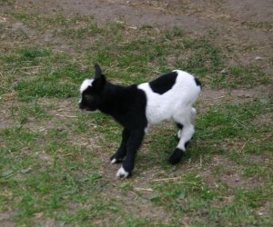Początek wiosny w Muzeum Rolnictwa im. ks. K. Kluka w Ciechanowcu to czas dla zwierząt. Początek wiosny w Muzeum Rolnictwa im. ks. K. Kluka w Ciechanowcu to czas dla zwierząt.