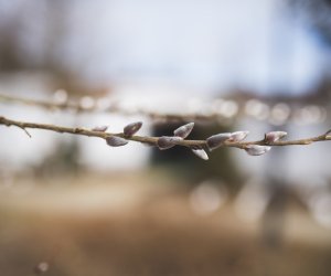Nie ja biję, palma bije