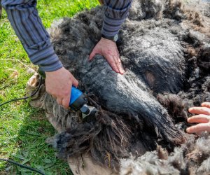 NIECOdziennik muzealny – Strzyżenie owiec NIECOdziennik muzealny – Strzyżenie owiec