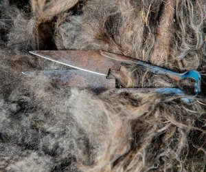 NIECOdziennik muzealny – Strzyżenie owiec NIECOdziennik muzealny – Strzyżenie owiec