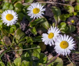 „Na świętego Wojciecha pierwsza wiosny pociecha” „Na świętego Wojciecha pierwsza wiosny pociecha”