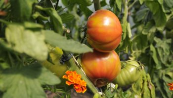 "Kwitnące Tradycje"