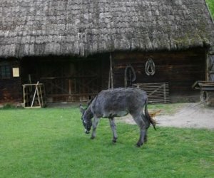 Początek wiosny w Muzeum Rolnictwa im. ks. K. Kluka w Ciechanowcu to czas dla zwierząt. Początek wiosny w Muzeum Rolnictwa im. ks. K. Kluka w Ciechanowcu to czas dla zwierząt.