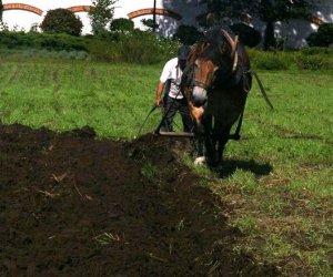 Wykopki w skansenie 2009