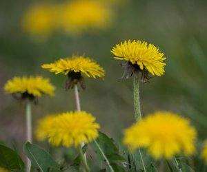 Codziennik Muzealny - Mniszek lekarski – kwiatek, który kocha słońce Codziennik Muzealny - Mniszek lekarski – kwiatek, który kocha słońce