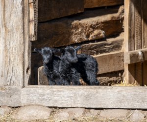 NIECOdziennik Muzealny - Mieszkańcy muzeum – owca wrzosówka NIECOdziennik Muzealny - Mieszkańcy muzeum – owca wrzosówka