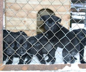 Muzeum odda w dobre ręce 8 pięknych 2 miesięcznych szczeniąt.