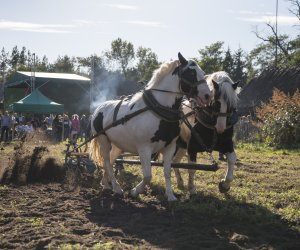 Jesień w polu i zagrodzie 2021 - fotorelacja Jesień w polu i zagrodzie 2021 - fotorelacja