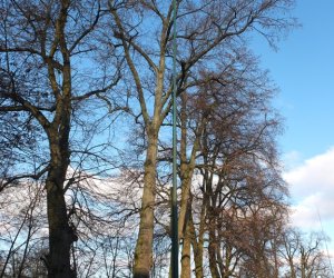 Pielęgnacja i konserwacja drzew zabytkowej alei lipowej na terenie skansenu Muzeum Rolnictwa im. Ks. Krzysztofa Kluka w Ciechanowcu Pielęgnacja i konserwacja drzew zabytkowej alei lipowej na terenie skansenu Muzeum Rolnictwa im. Ks. Krzysztofa Kluka w Ciechanowcu