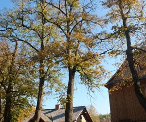 Pielęgnacja i konserwacja drzew zabytkowej alei lipowej na terenie skansenu Muzeum Rolnictwa im. Ks. Krzysztofa Kluka w Ciechanowcu Pielęgnacja i konserwacja drzew zabytkowej alei lipowej na terenie skansenu Muzeum Rolnictwa im. Ks. Krzysztofa Kluka w Ciechanowcu