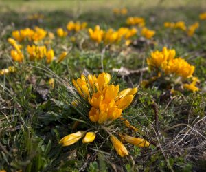 „Na świętego Wojciecha pierwsza wiosny pociecha” „Na świętego Wojciecha pierwsza wiosny pociecha”