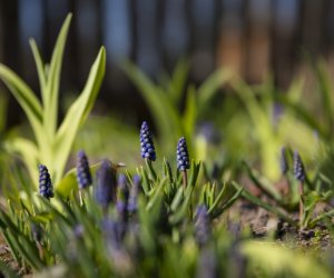 „Na świętego Wojciecha pierwsza wiosny pociecha” „Na świętego Wojciecha pierwsza wiosny pociecha”