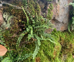 NIECOdziennik Muzealny - Ogrody Wiecznej Pamięci NIECOdziennik Muzealny - Ogrody Wiecznej Pamięci
