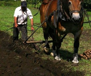 Wykopki w skansenie 2009