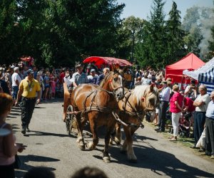 XV Podlaskie Święta Chleba w Muzeum Rolnictwa im. ks. Krzysztofa Kluka w Ciechanowcu XV Podlaskie Święta Chleba w Muzeum Rolnictwa im. ks. Krzysztofa Kluka w Ciechanowcu