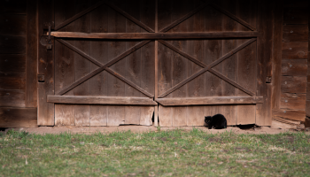 NIECOdziennik muzealny – Dzień Czarnego Kota