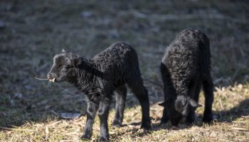 NIECOdziennik Muzealny - Mieszkańcy muzeum – owca wrzosówka