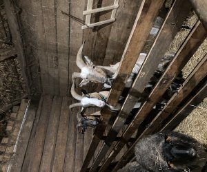 Szopka bożonarodzeniowa w naszym skansenie Szopka bożonarodzeniowa w naszym skansenie