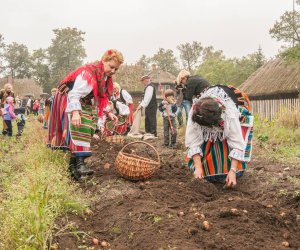 Wykopki w Skansenie 2013