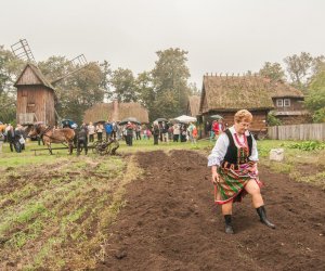 Wykopki w Skansenie 2013 Wykopki w Skansenie 2013