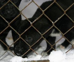 Muzeum odda w dobre ręce 8 pięknych 2 miesięcznych szczeniąt.