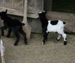 Początek wiosny w Muzeum Rolnictwa im. ks. K. Kluka w Ciechanowcu to czas dla zwierząt. Początek wiosny w Muzeum Rolnictwa im. ks. K. Kluka w Ciechanowcu to czas dla zwierząt.