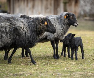 NIECOdziennik Muzealny - Mieszkańcy muzeum – owca wrzosówka NIECOdziennik Muzealny - Mieszkańcy muzeum – owca wrzosówka