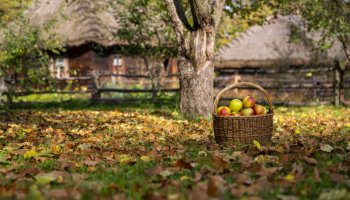 NIECOdziennik muzealny – Przepisy na wykorzystanie jabłek z muzealnego archiwum.