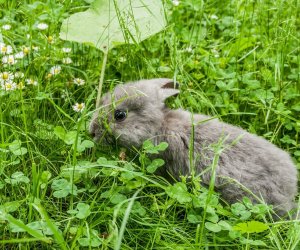 Nowi mieszkańcy ciechanowieckiego skansenu Nowi mieszkańcy ciechanowieckiego skansenu